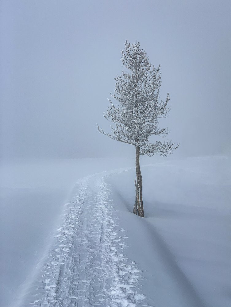 Snowy Path Lone Tree