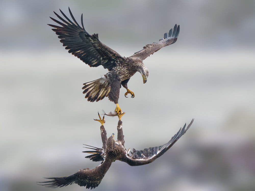 Eagles Battle For Fish