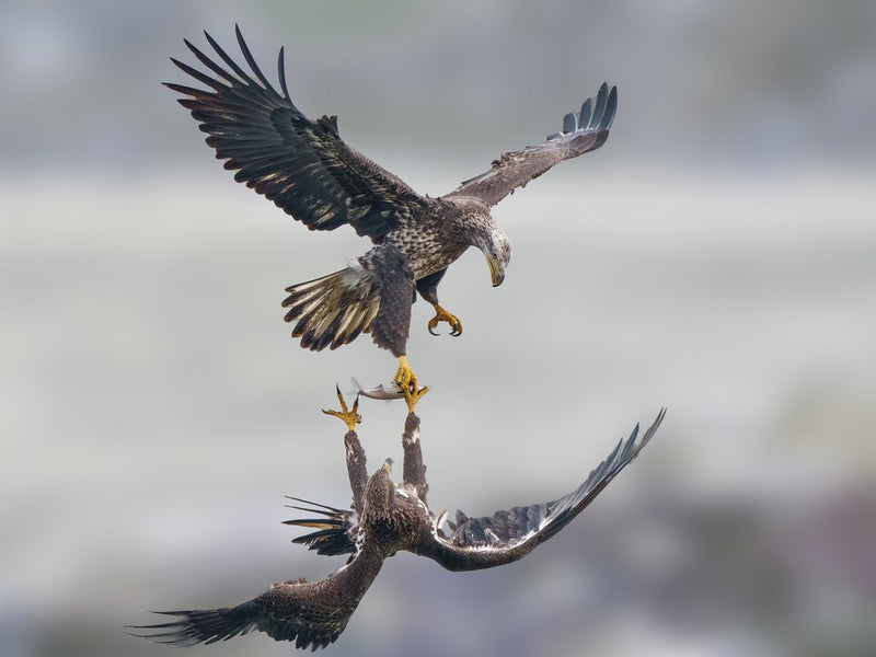 Eagles Battle For Fish