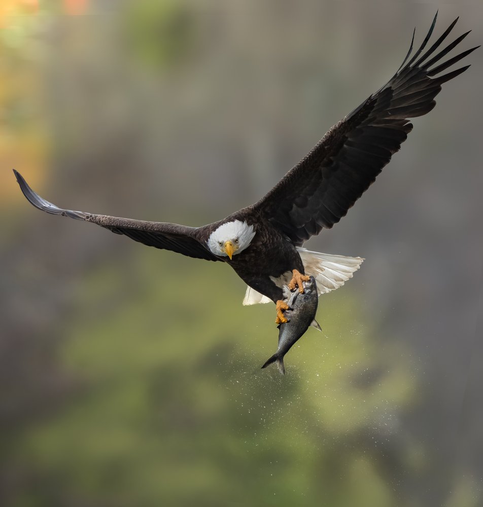 Majestic Eagle Catch