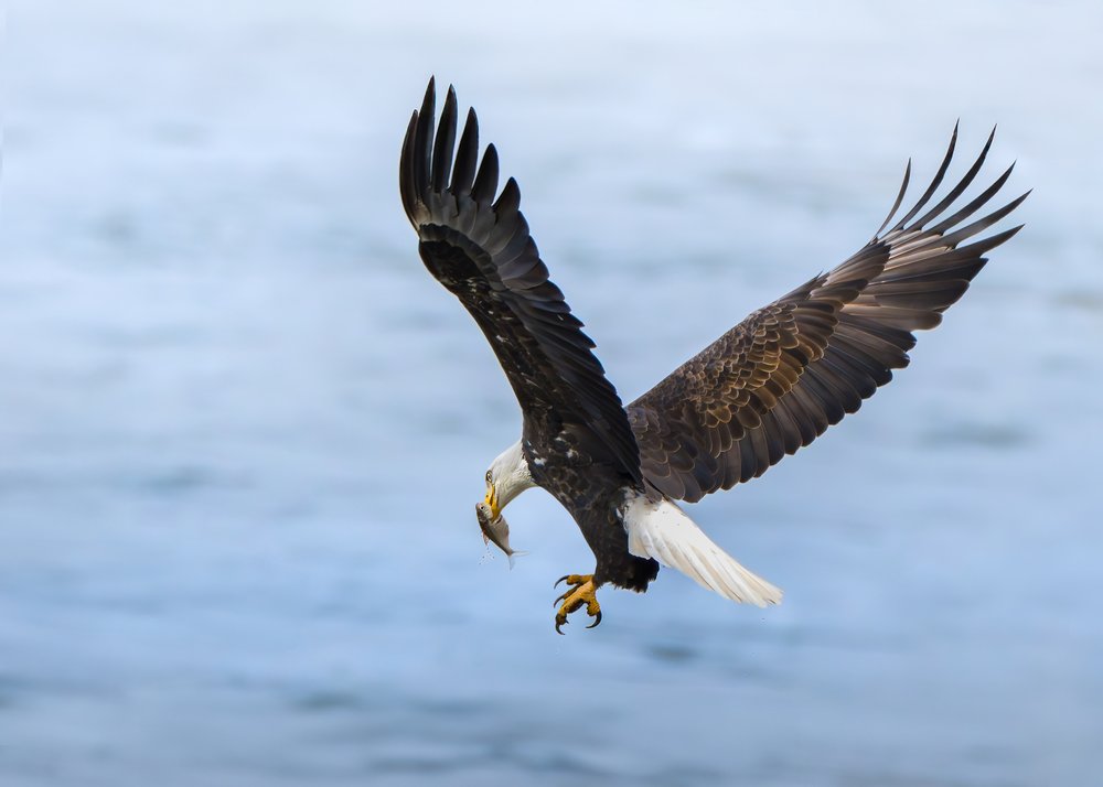 Flying Eagle Fishing