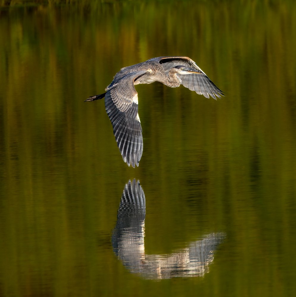 Heron Reflection Flight