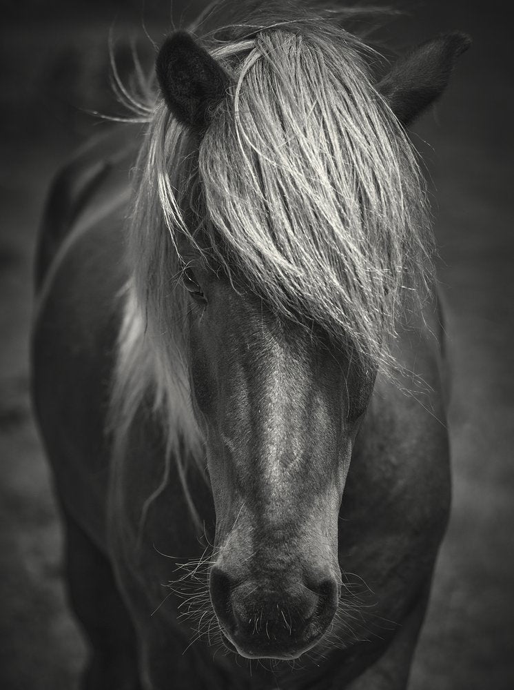 Moody Horse Portrait