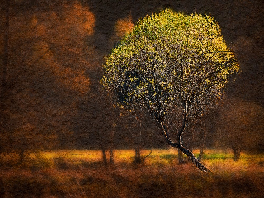 Glowing Autumn Tree