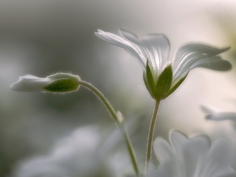 Delicate White Blooms