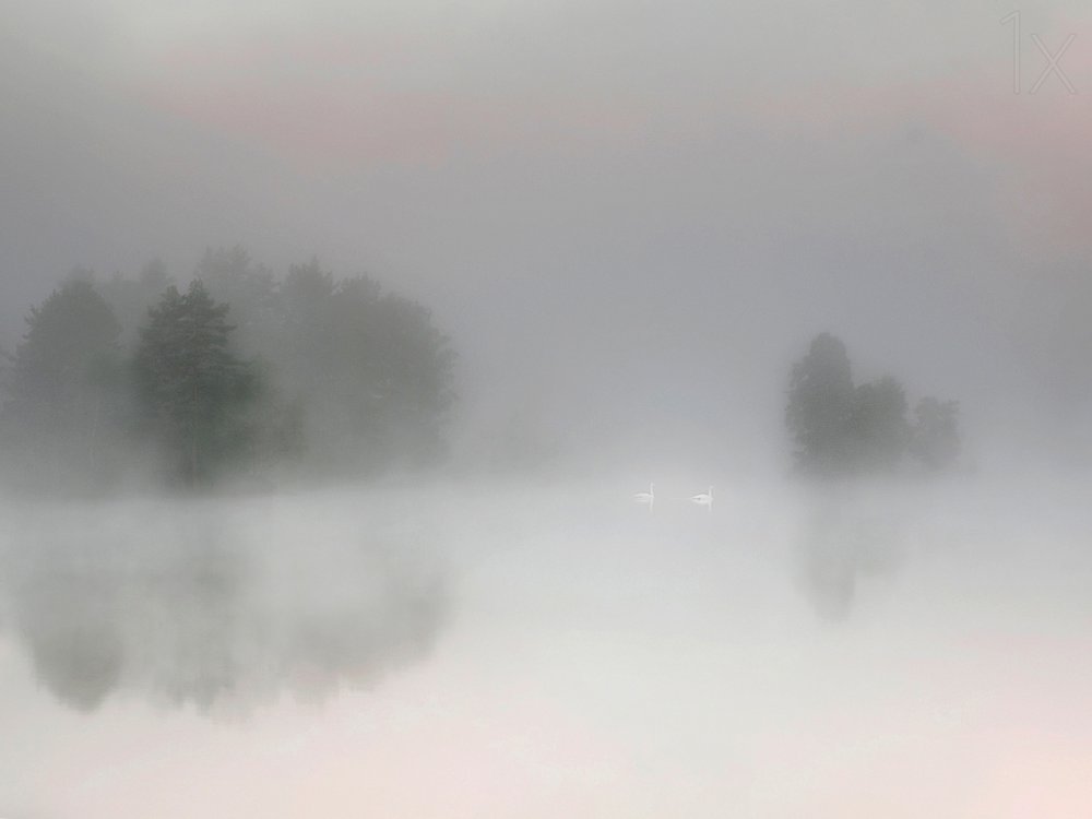 Misty Lake Swans