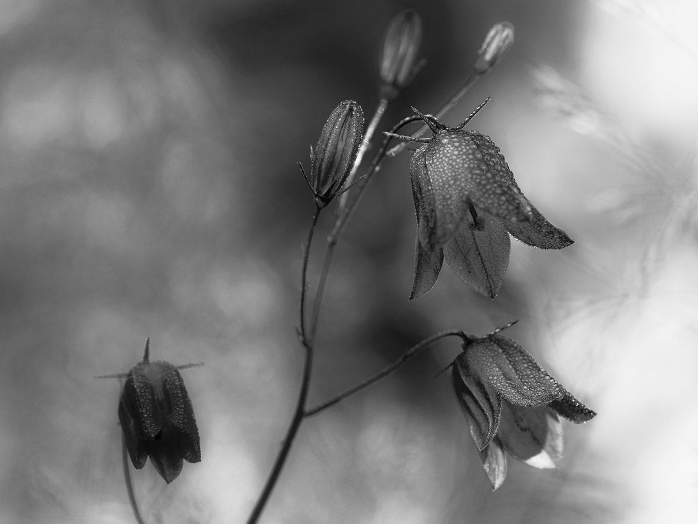 Morning Dew Bellflowers