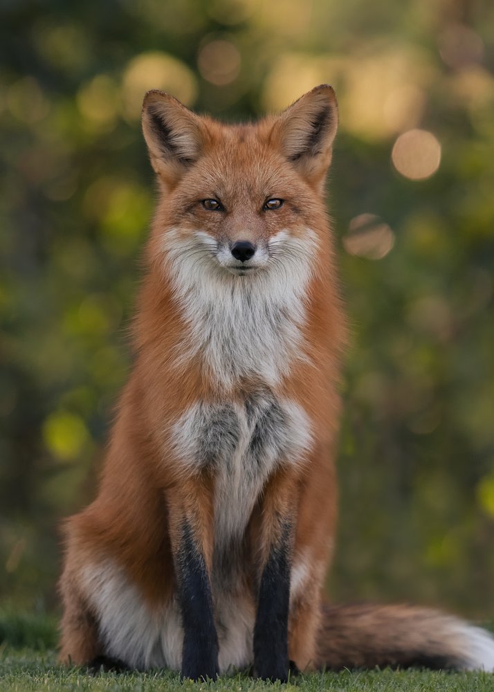 Majestic Red Fox