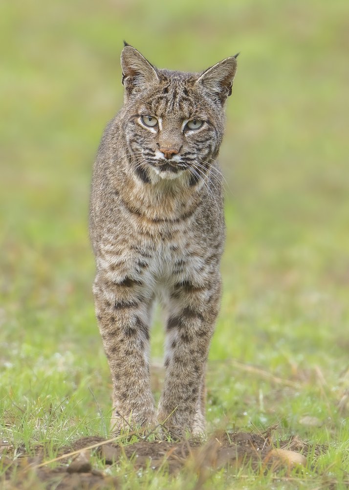 Majestic Bobcat Gaze