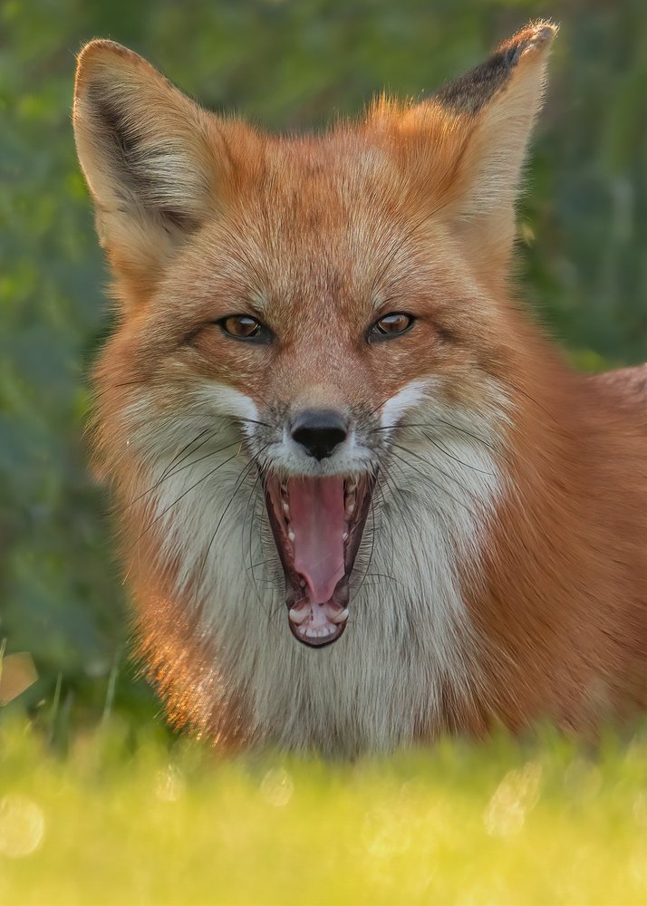 Yawning Red Fox