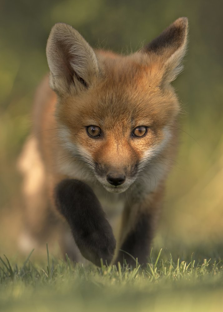 Young Fox Approaching