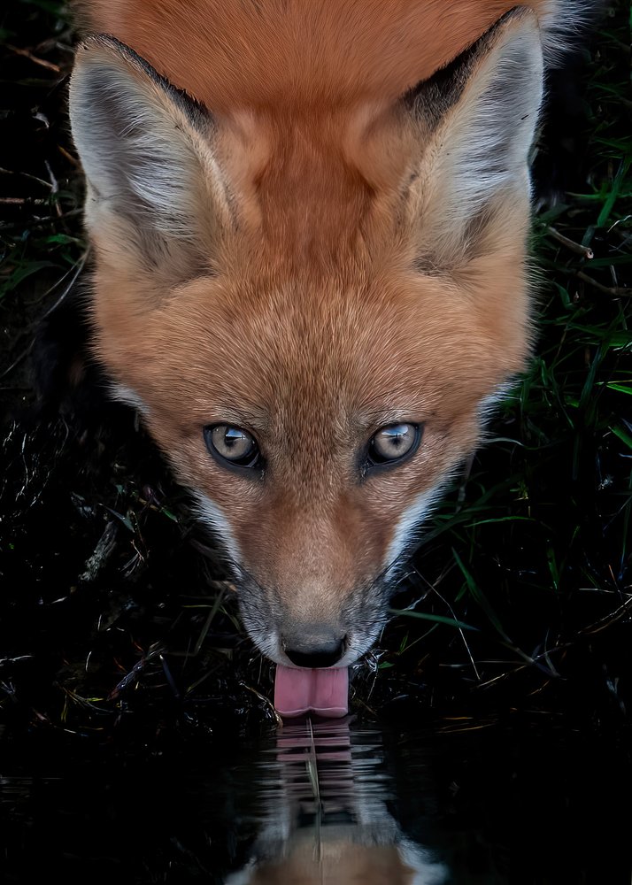 Red Fox Reflection