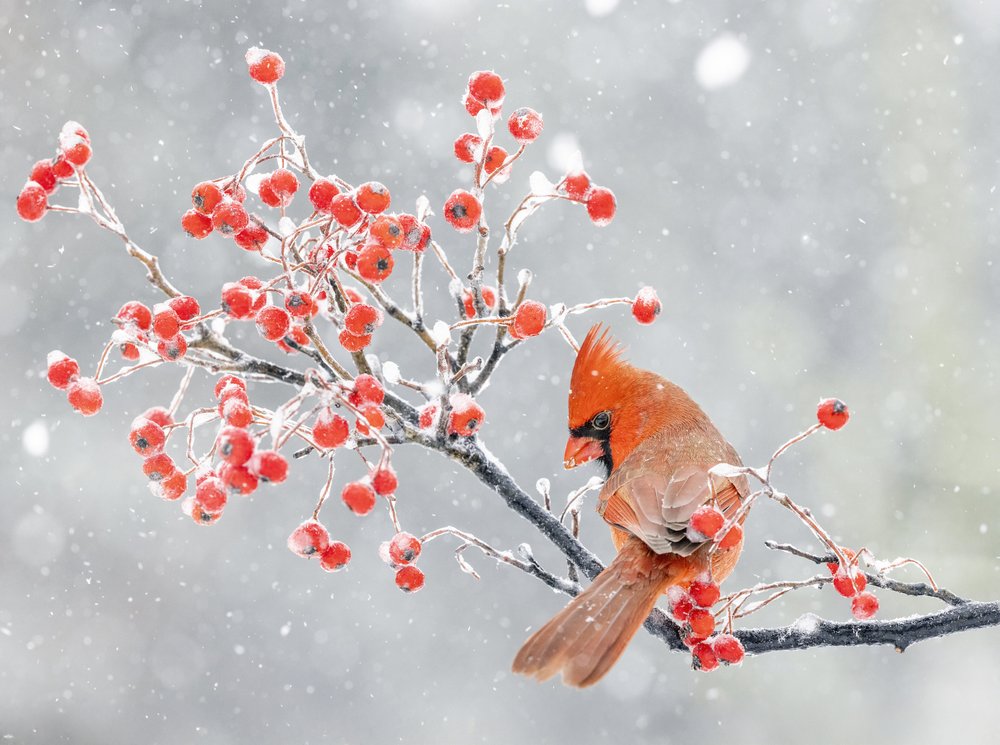 Winter Cardinal and Berries