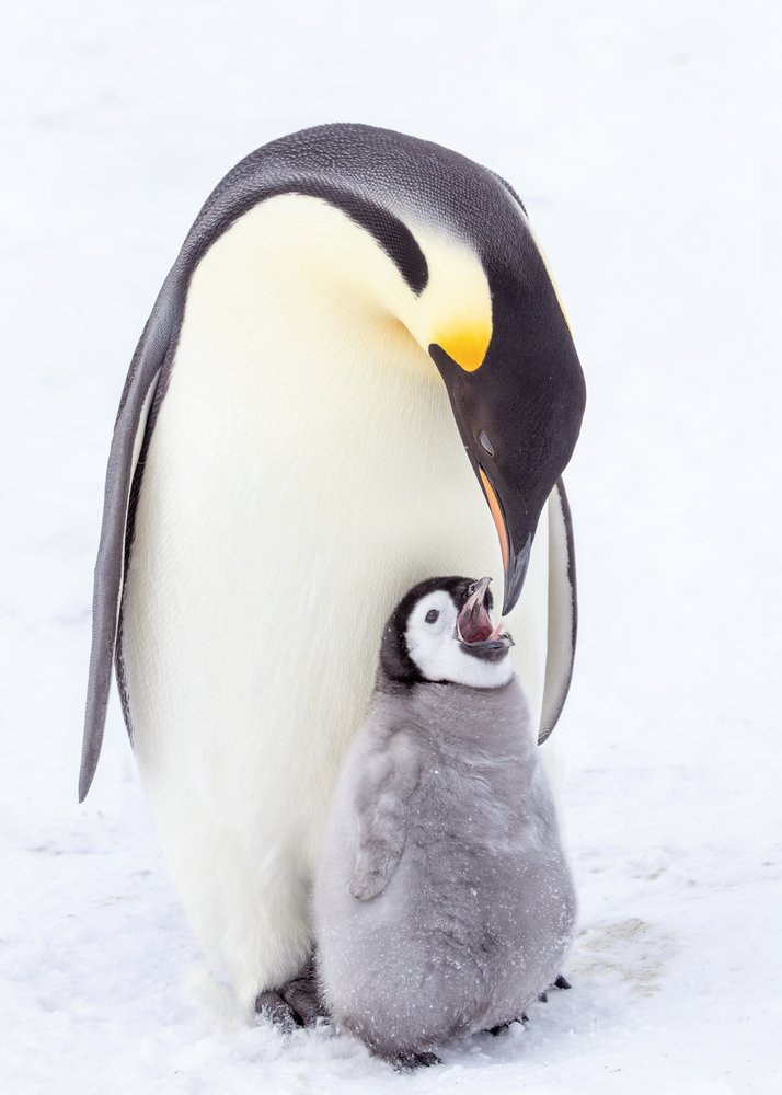 Mother Penguin and Chick