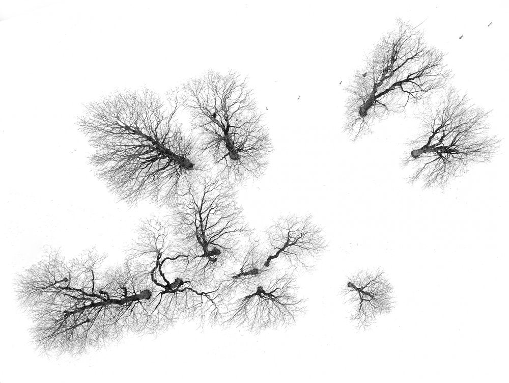 Bare Winter Tree Canopy