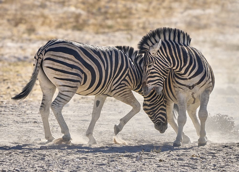 Wild Zebra Interaction