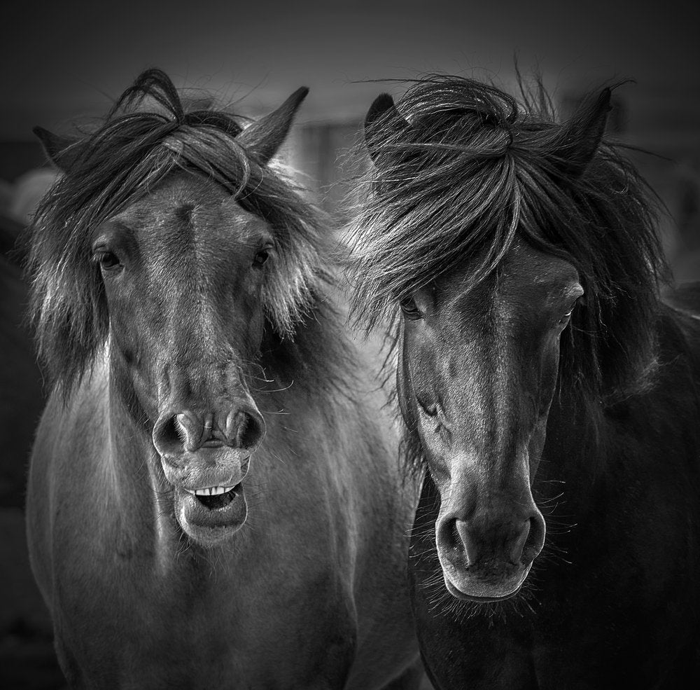 Two Funny Horses
