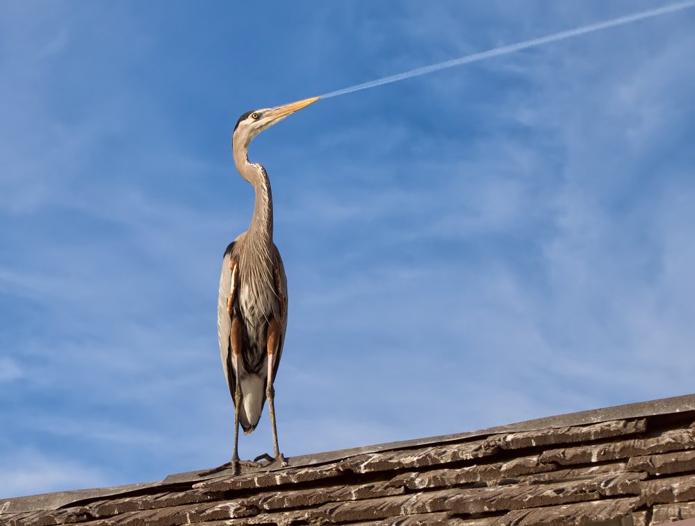 Blue Heron Sky Contrail