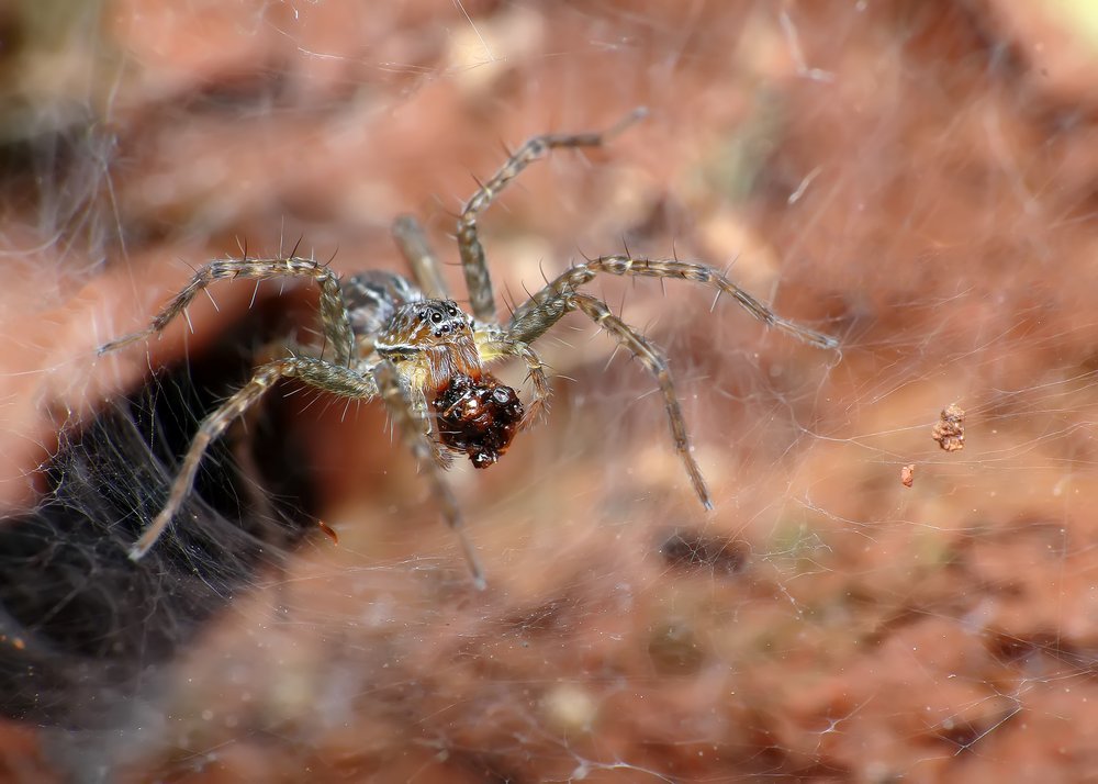 Hunting Spider in Web