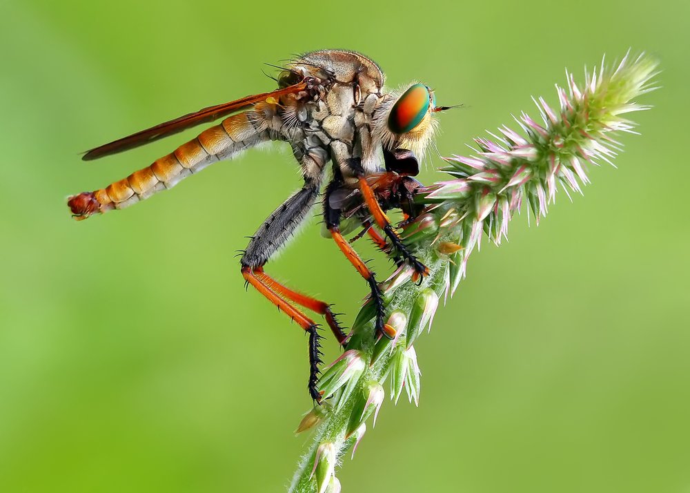 Robber Fly On Plant