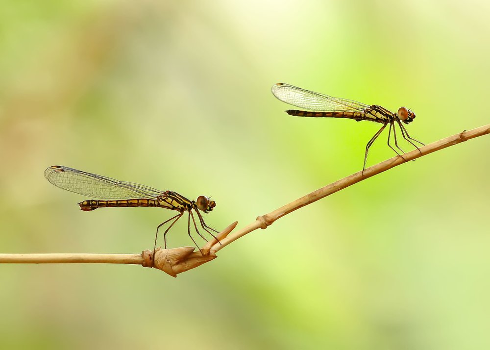 Serene Green Damselflies