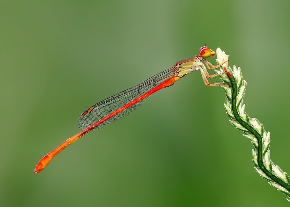 Red Damselfly Perched