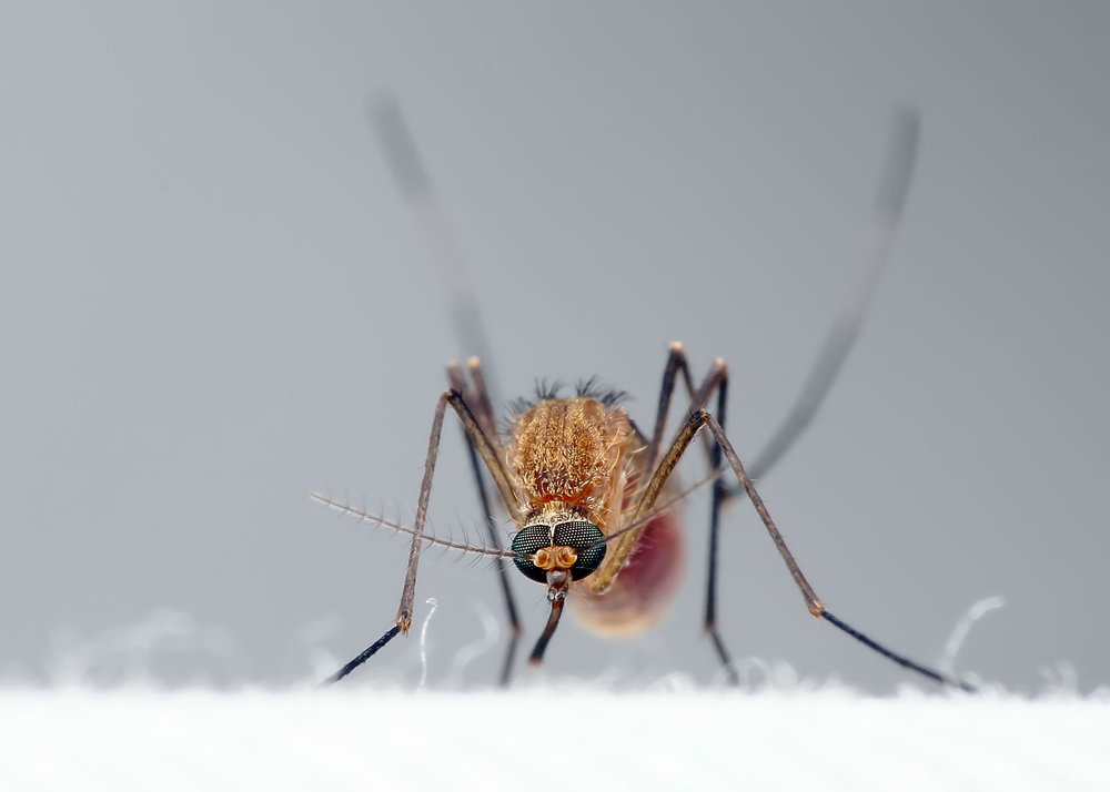 Mosquito In Flight
