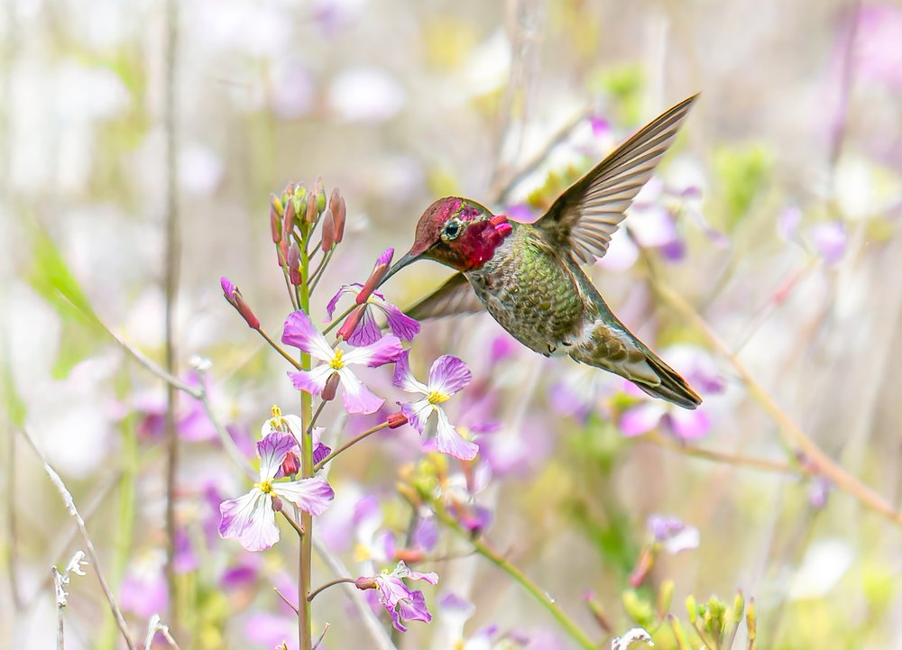 Anna's Hummingbird Flowers