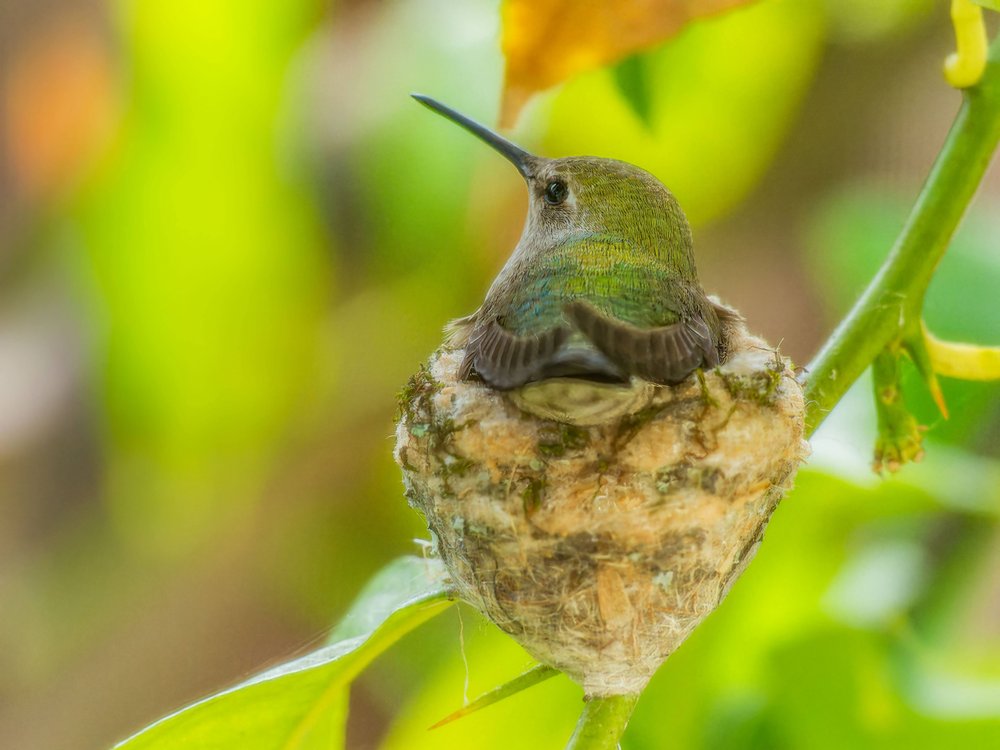Nesting Hummingbird