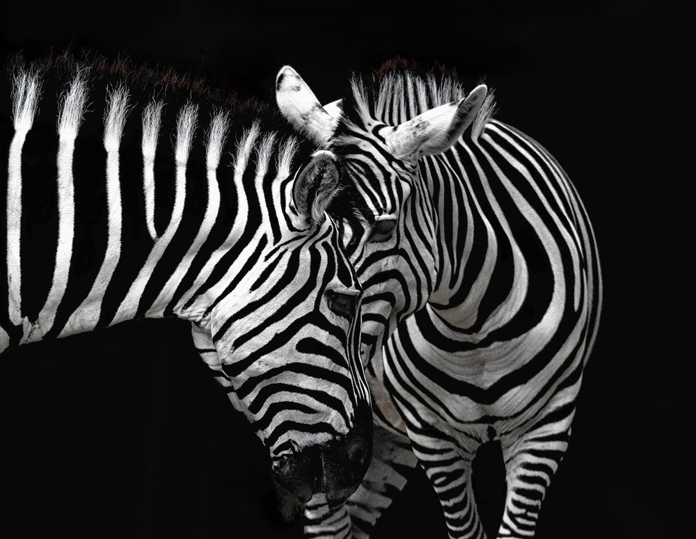 Two Zebras Portrait