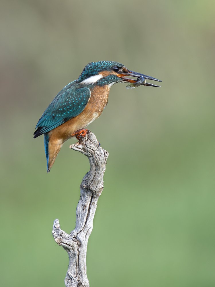 Vibrant Kingfisher With Fish