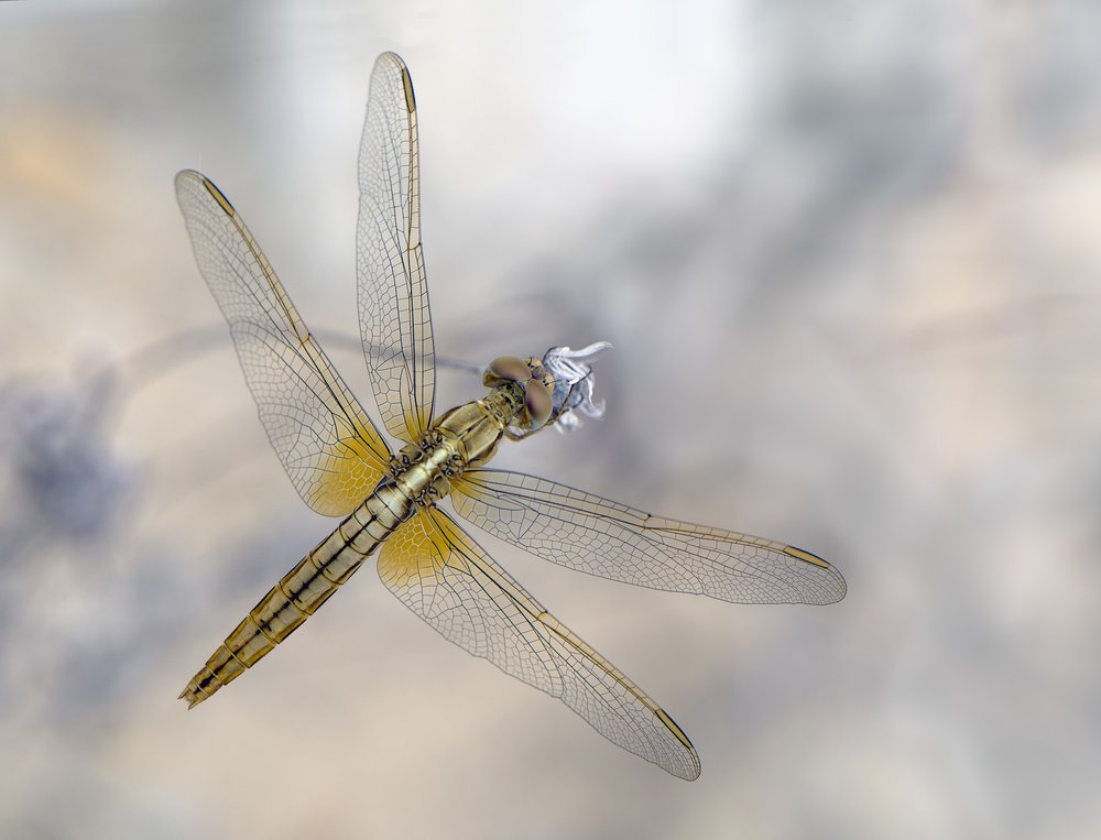 Delicate Golden Dragonfly