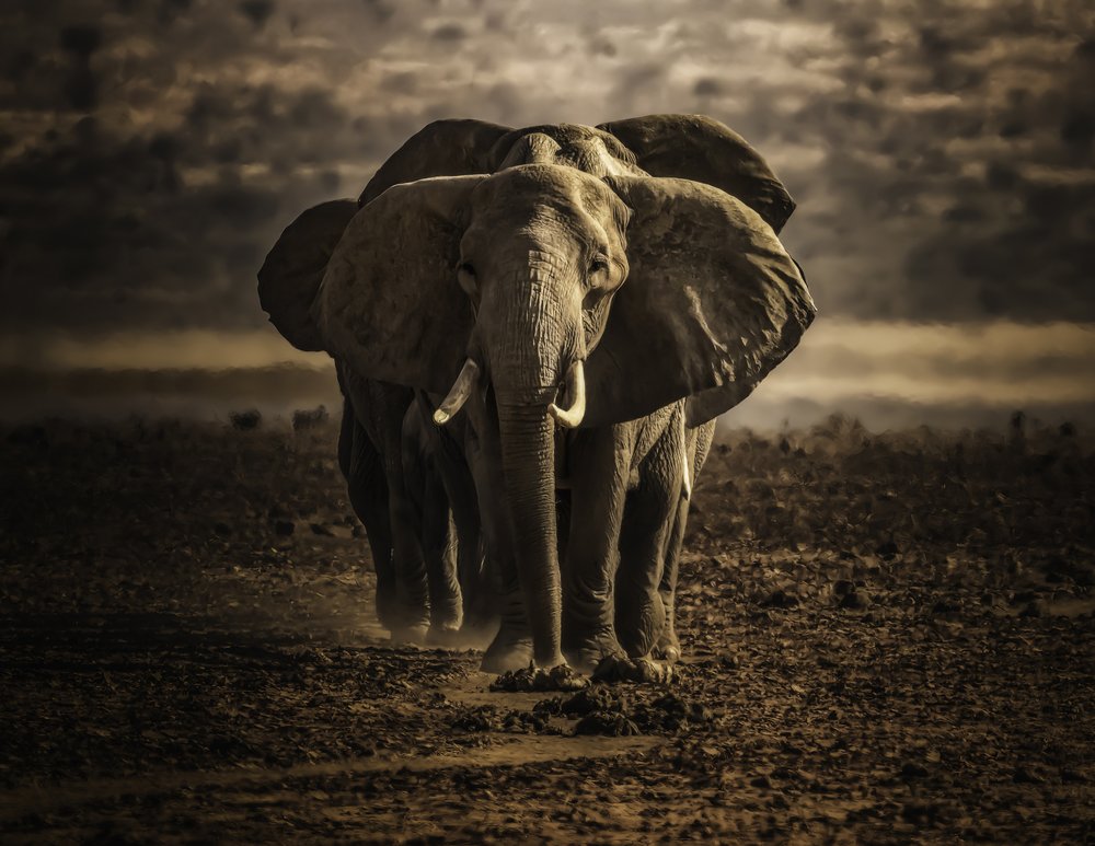 Majestic African Elephant