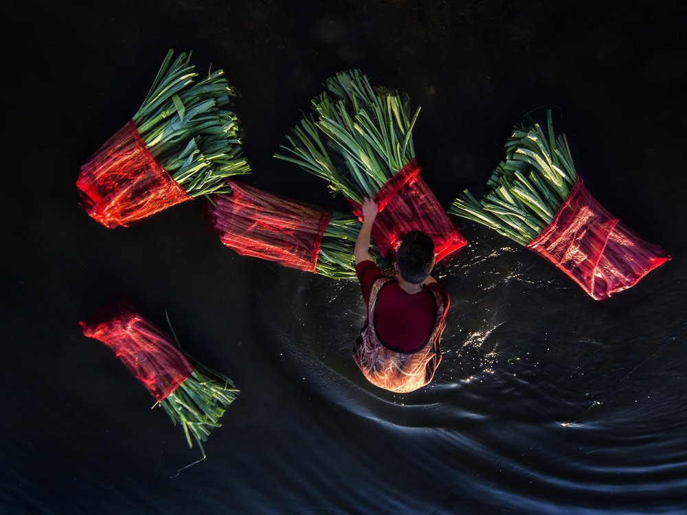 Vibrant Harvest on Water