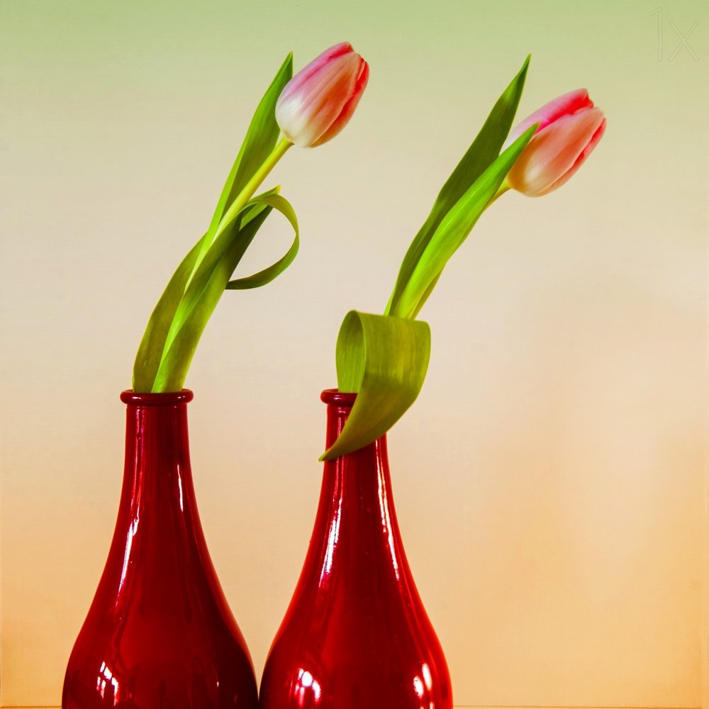 Tulips In Red Vases