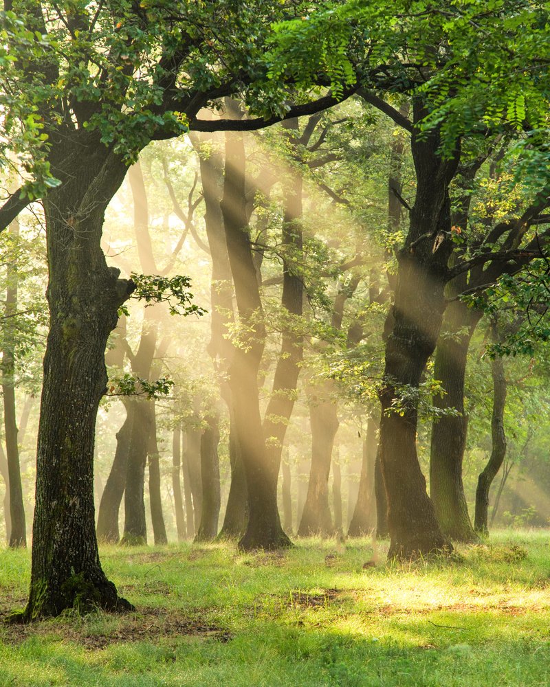 Misty Forest Light
