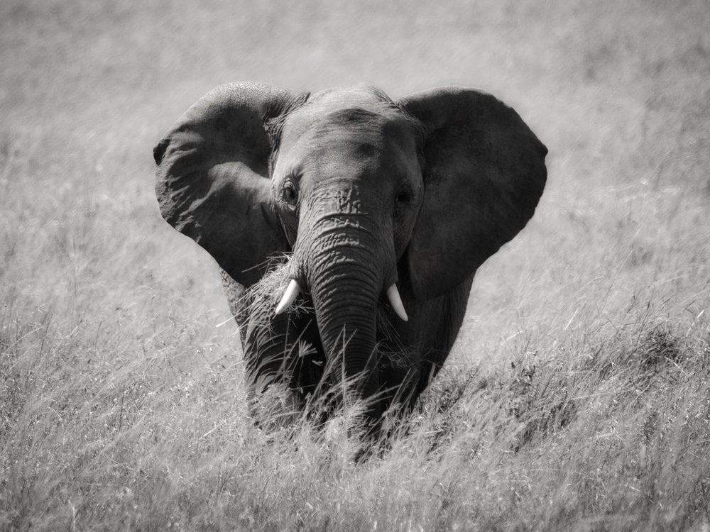 Majestic African Elephant