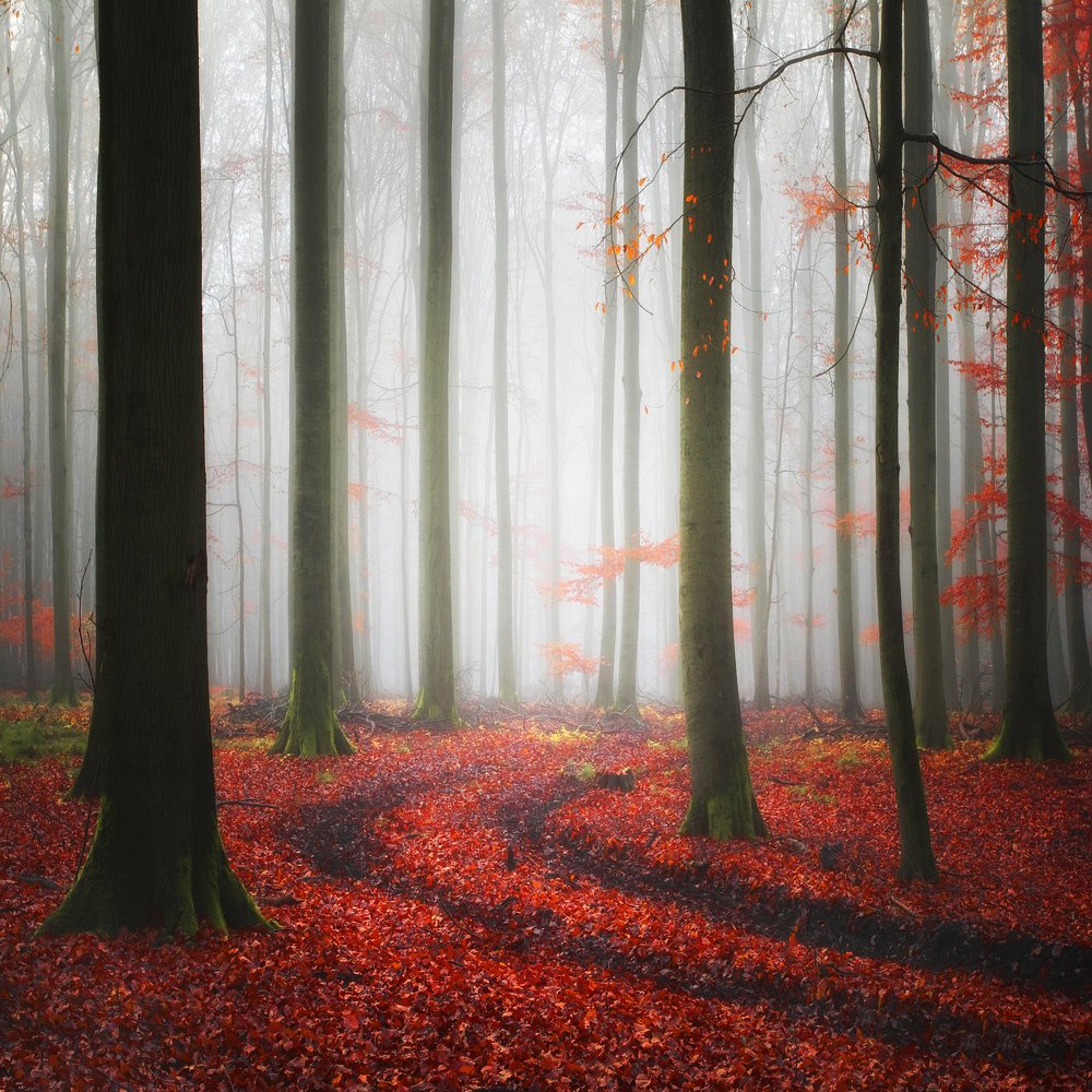 Misty Autumn Forest Path