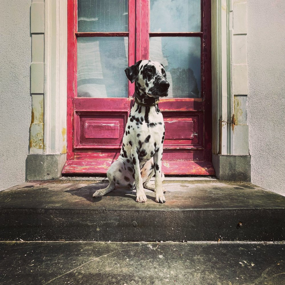 Watchful Dalmatian Red Door