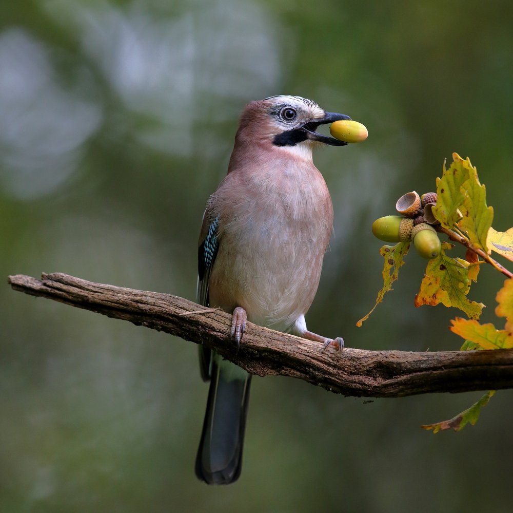 Autumn Jay Acorn