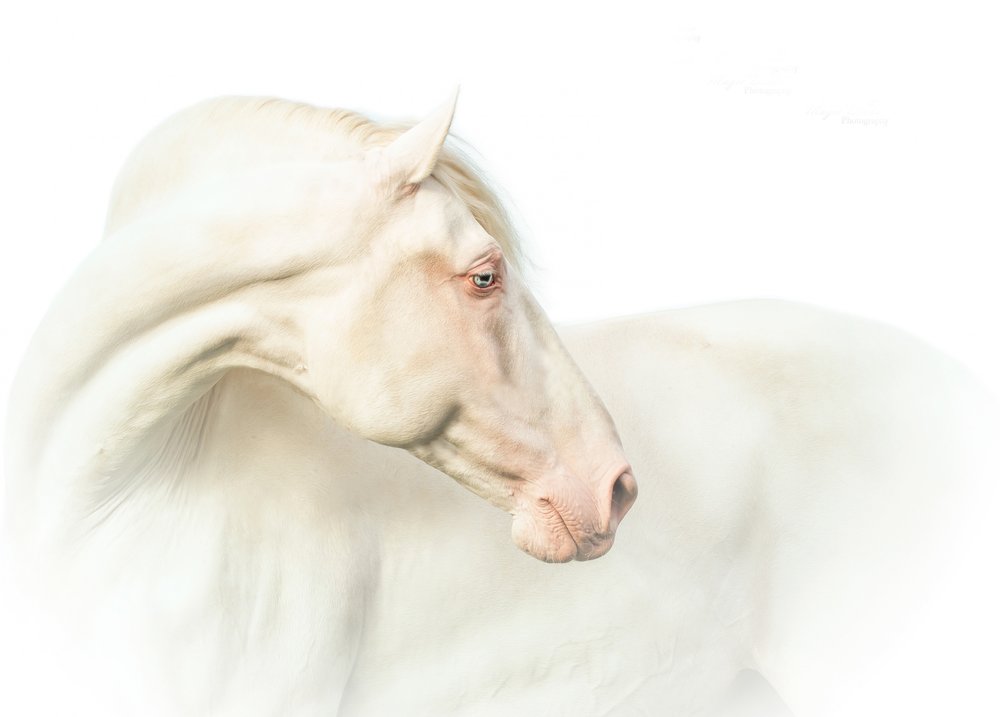 Ethereal White Horse