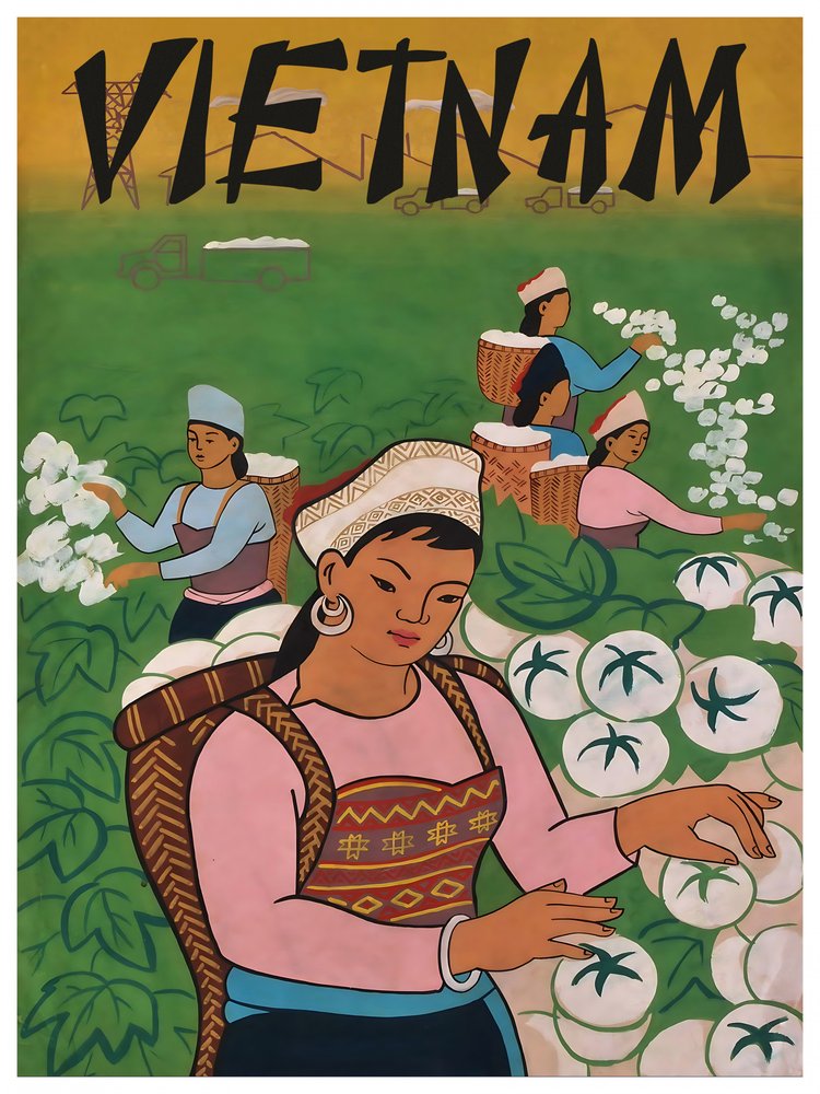 Vietnamese Women Harvesting Cotton