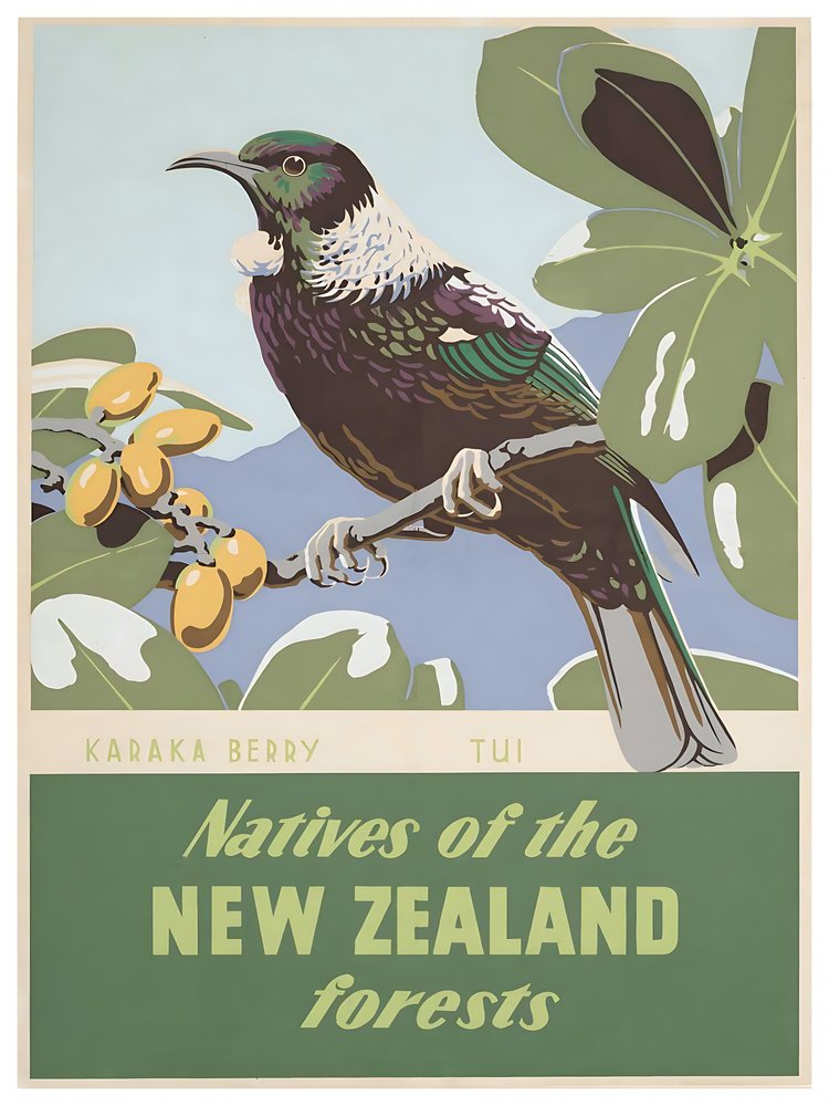 New Zealand Forest Tui