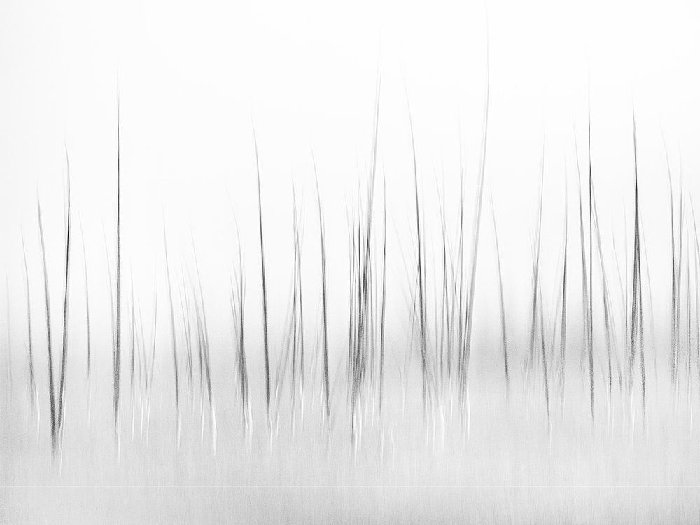 Serene Water Reeds