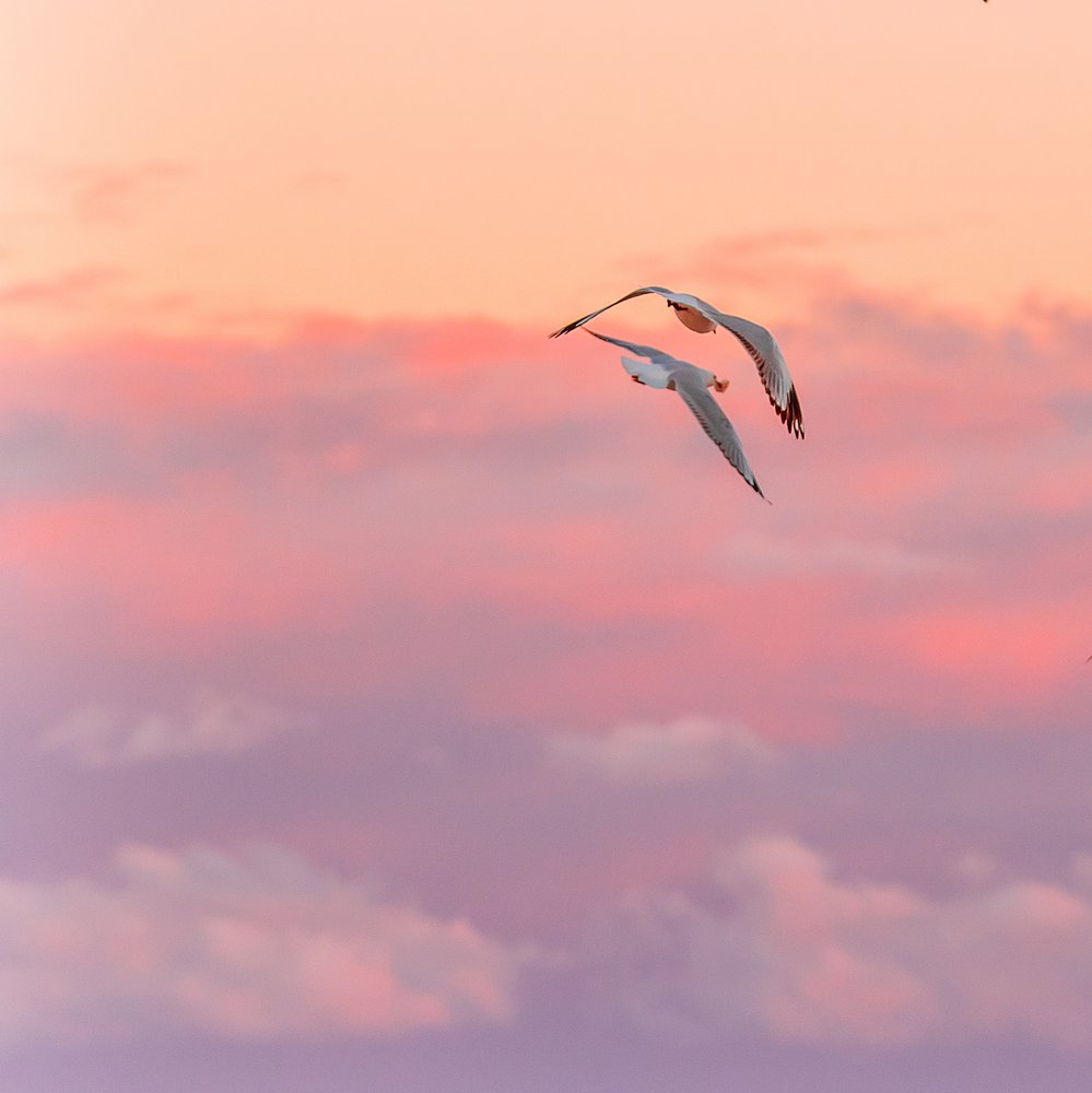 Seagulls In Pink Sky