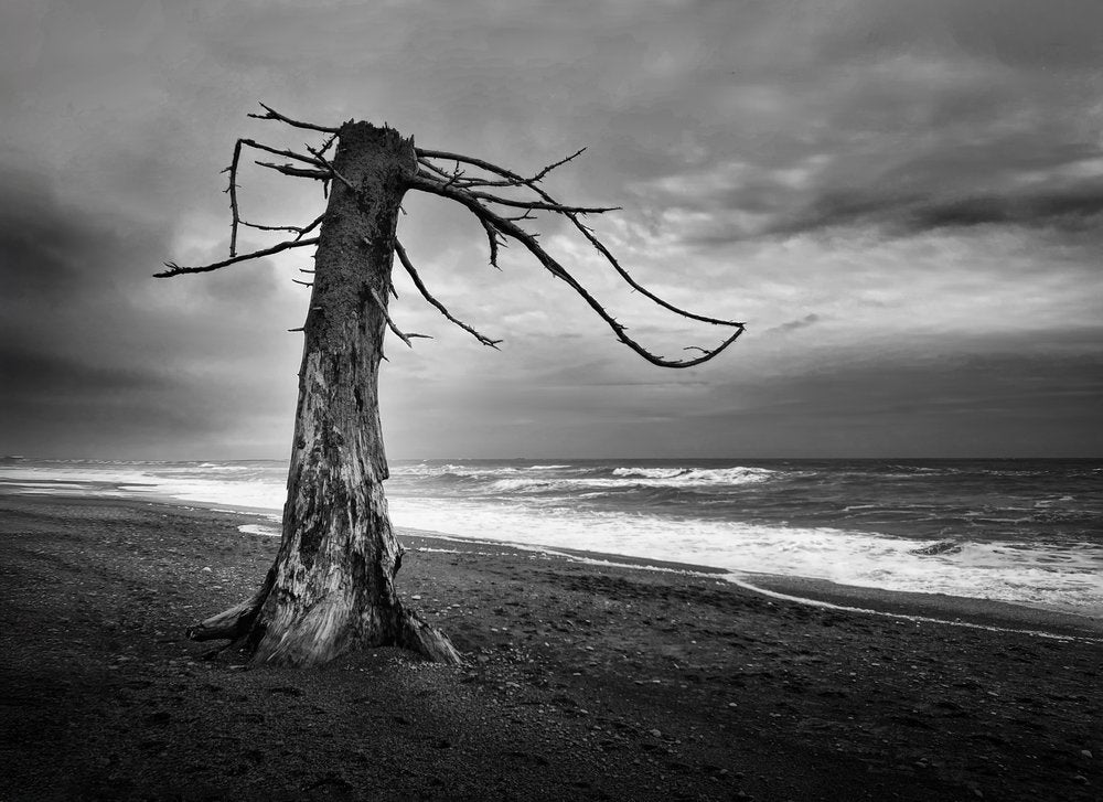 Dramatic Shoreline Tree