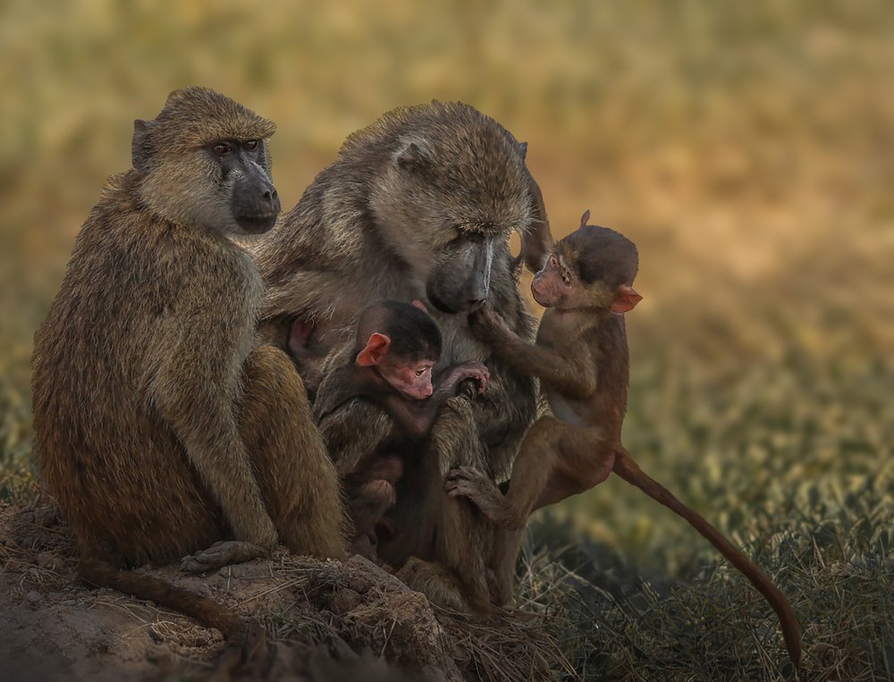 Baboon Family Moment