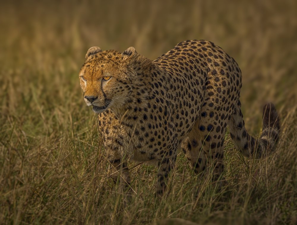 Golden Hour Cheetah Stalks