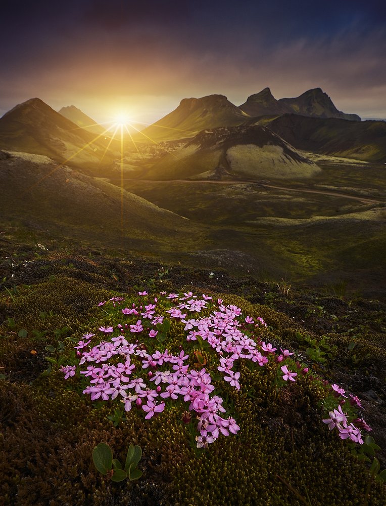 Sunlit Mountain Flowers