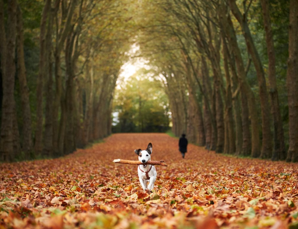 Running Dog Autumn Path